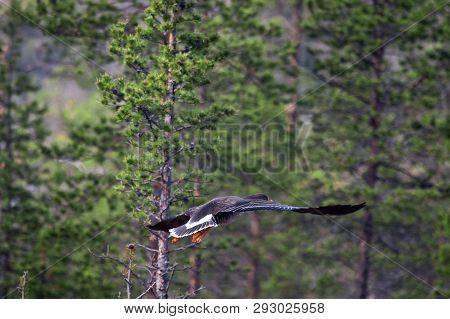 Forest-breeding Bean Goose Female In Forest