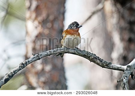 Brambling (fringilla Montifringilla) Male