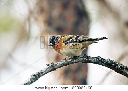 Brambling (fringilla Montifringilla) Male