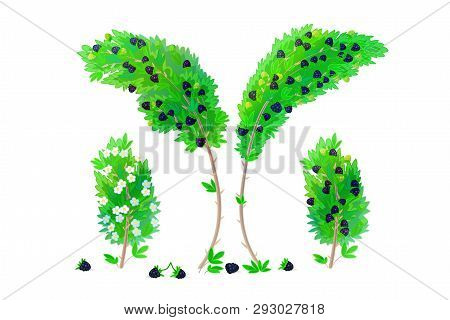 Vector Cartoon Plants Nature Clip Art. Blackberry Bush