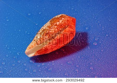 Conus Textile Seashell Poisonous Clam  Blue Water Drop Background