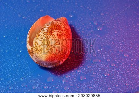 Conus Textile Seashell Poisonous Clam  Blue Water Drop Background