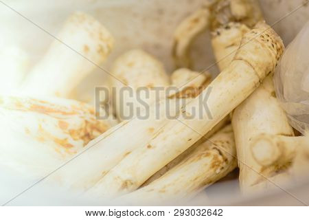 Horseradish Roots Close Up. Root Vegetable Macro.