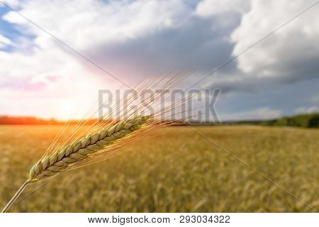 An Ear Of Wheat Amid The Fields