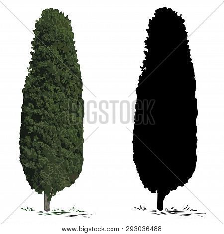 Cypress (cupressus L.), The Color Vector Image, And A Cypress Silhouette, The Black Vector Image, On
