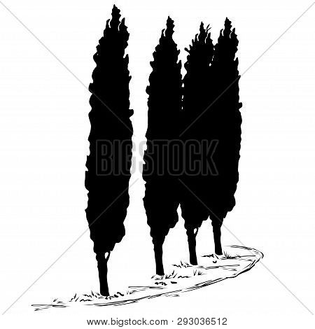 Four Silhouettes Of A Tree Of A Cypress (cupressus L.) And A Footpath Along Them, The Black Vector I