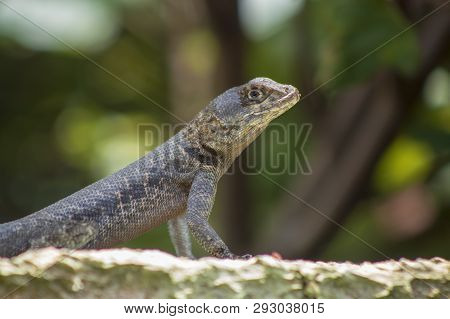 Reptile Called Calango Means Like A Big Dinosaur