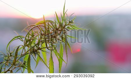 Marijuana Field During Sunset. Medical Antispasmodic Cannabis. Hemp Industrial Plantation In Sunligh