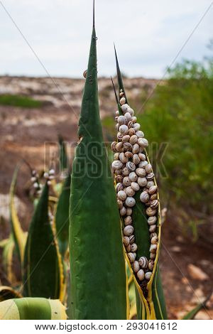 View Of Many Snails On The Agave Leaves