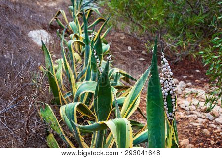 View Of Many Snails On The Agave Leaves