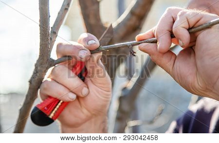 Grafting Trees In Spring. Gardening And Vegetable Garden. Selective Focus.