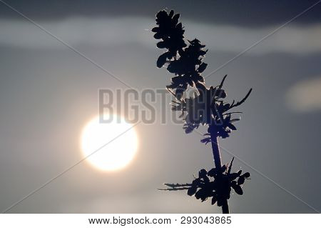 Cannabis Inflorescence. Young Marijuana Sprout Against The Evening Or Morning Sky. Top Of Hemp. Sun 
