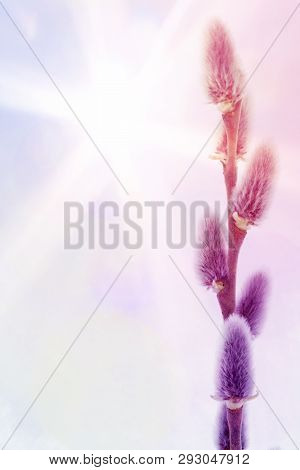 Spring Feeling Nature Background With Willow Branches And Furry Catkin In Sunlight Bokeh , Front Vie