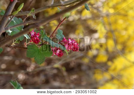 Ribes Sanguineum Flowering Currant Bloom In Spring