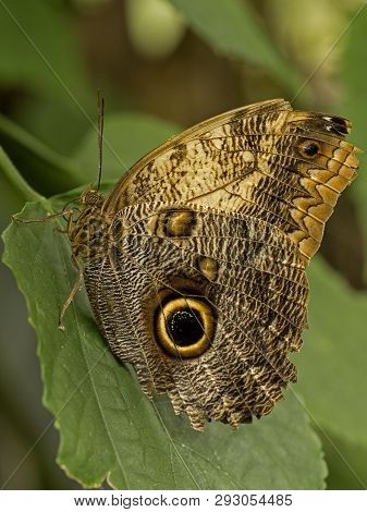 A Great Owl Butterfly Wings Closed Resting On A Leaf