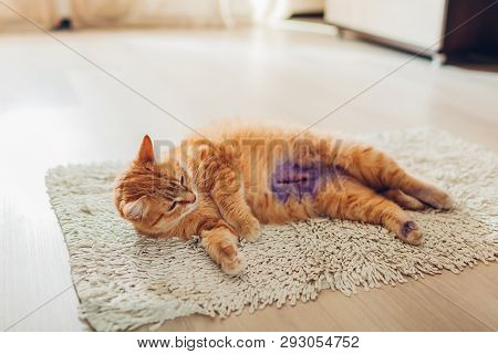 Cat Recovering After Sterilization And Anesthesia At Home. Pet Has Many Stiches On Belly After Pyome
