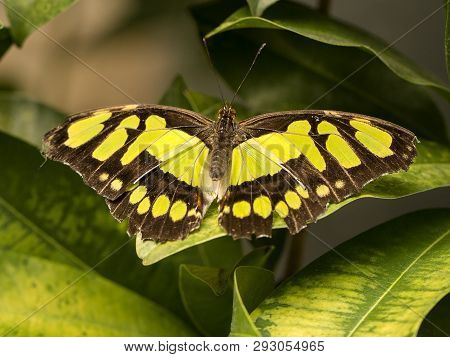 The Malachite Butterfly With Wings Open Resting