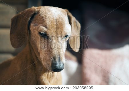 Blind Dachshund Dog Spring Garden Day Light