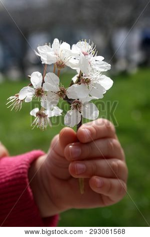 A Bloming Tree Branch In Girl's Hands. First Spring Flowers.