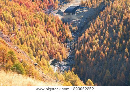 Larch Forest Near Matterhorn