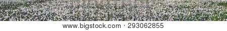 Valley Of Daffodils, Hust