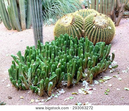 A Cactus Is A Member Of The Plant Family Cactaceae,a Family Comprising About 127 Genera With Some 17