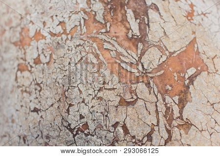 The Old Part Of The Tree Trunk On Which A Part Of The Bark Has Burst And A Part Of The Crust Has Bee