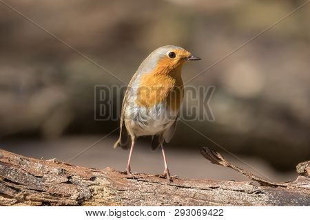 Robin Posing On A Tree Branch In The Sun