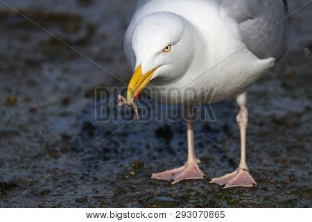 A Herring Gull With A Wishbone In Its Beak Found Whilst Scavenging On Rubbish