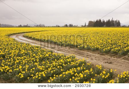 Daffodiil Farm In fiore