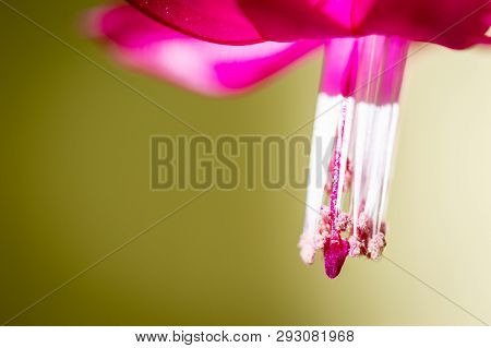 Close Up Of A Beautiful Christmas Cactus Pink Flowers Schlumbergera Truncata. Unfocused Background.