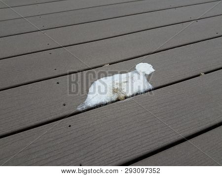 White Bird Feces Or Poop On Brown Wood Deck