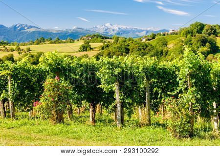 vineyard, Jurancon, France