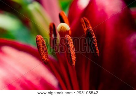 Blooming Beautiful Fresh Lily Flowers Micro View