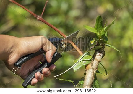 Gardener Pruning Trees With Pruning Shears On Nature Background.