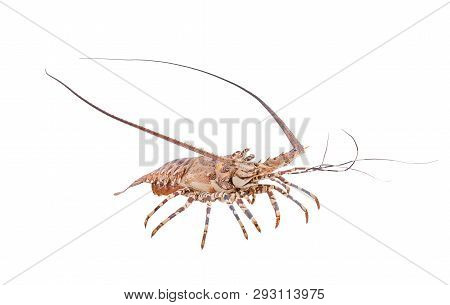 Lobste Isolated On White Background With Clipping Path , Dry-specimen Animal Marine.