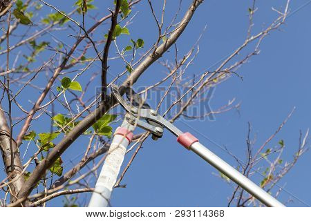 Gardener Pruning Trees With Pruning Shears On Nature Background.