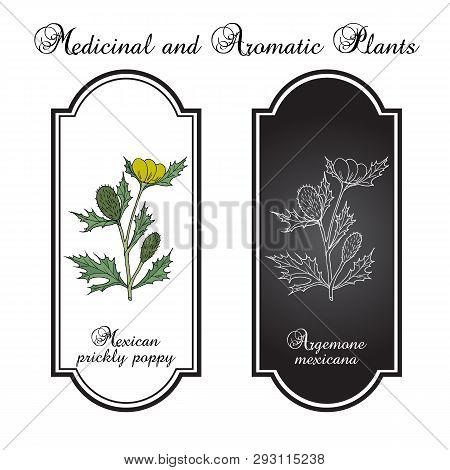 Mexican Prickly Poppy Argemone Mexicana , Or Flowering Thistle, Medicinal Plant. Hand Drawn Botanica