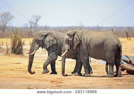 Two Large African Elephants Walking Across The Dry Arid Bush In Hwange National Park, Against A Natu