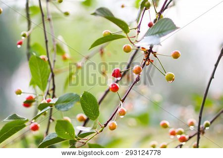 Ripening Cherries On The Branch Of Cherry Tree In Summer Garden