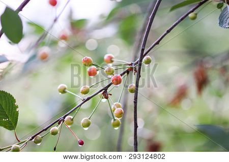 Ripening Cherries On The Branch Of Cherry Tree In Summer Garden