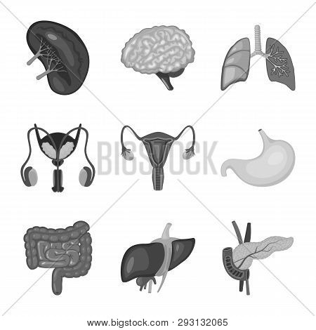 Isolated Object Of Internal And Medical Icon. Set Of Internal And Health Vector Icon For Stock.
