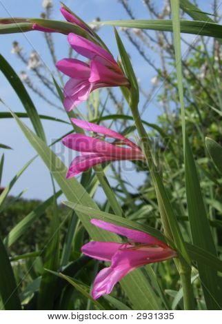 Mečík růžové květy