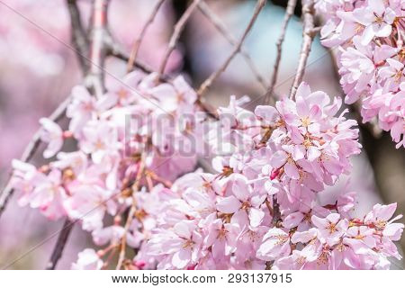 Beautiful Cherry Blossoms Sakura Tree Bloom In Spring In The Castle Park, Copy Space, Close Up, Macr