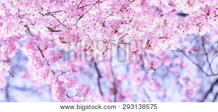 Beautiful Cherry Blossoms Sakura Tree Bloom In Spring In The Castle Park, Copy Space, Close Up, Macr