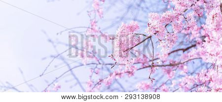 Beautiful Cherry Blossoms Sakura Tree Bloom In Spring In The Castle Park, Copy Space, Close Up, Macr