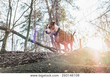 Dog In The Forest Standing On A Log In Opposite Light. Color Edited Backlight Shot Of A Mixed Breed 