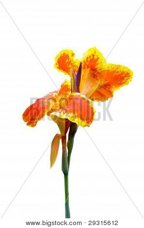 Naranja y amarillo Canna Lily