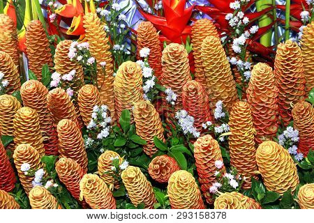 Golden Beehive Ginger, Zingiber Spectabile Griff, Beautiful Tropical Flowers Zingiberaceae