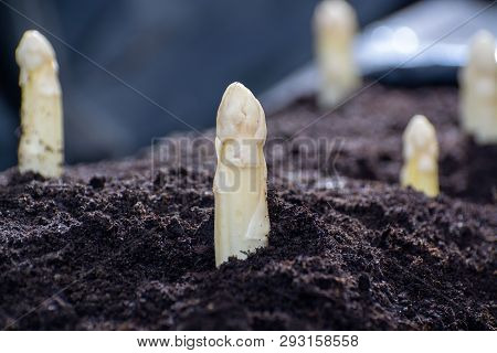 New Spring Season Of White Asparagus Vegetable On Field Ready To Harvest, White Heads Of Asparagus G